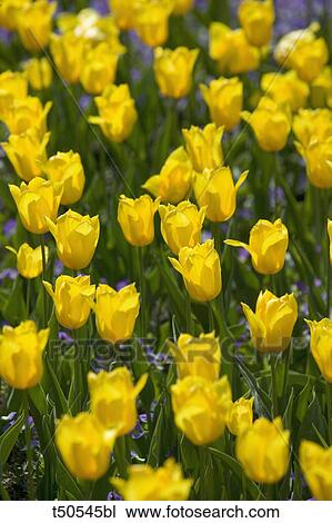 Yellow tulips View Large Photo Image Stock Image - Yellow tulips. Fotosearch