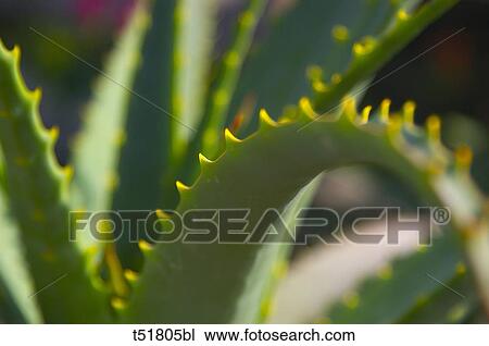 Cactus close up View Large Photo Image Stock Image - Cactus close up . Fotosearch