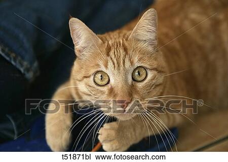 Cat's portrait View Large Photo Image Stock Image - Cat's portrait . Fotosearch