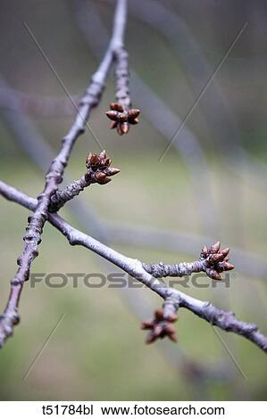 Cherry tree, buds View Large Photo Image Stock Image - Cherry tree, buds . Fotosearch