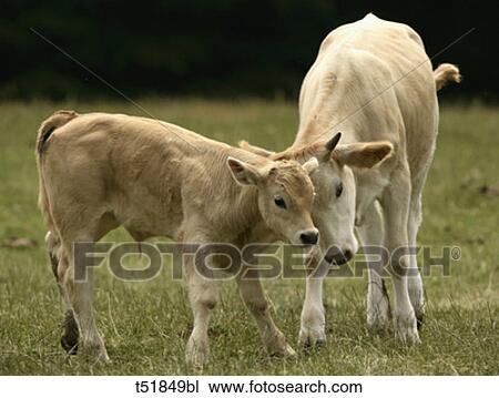 Stock Image - Chianina calf playing . Fotosearch