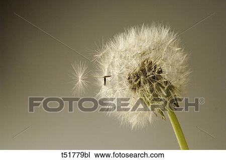 Stock Image - Close up of a dandelion . Fotosearch