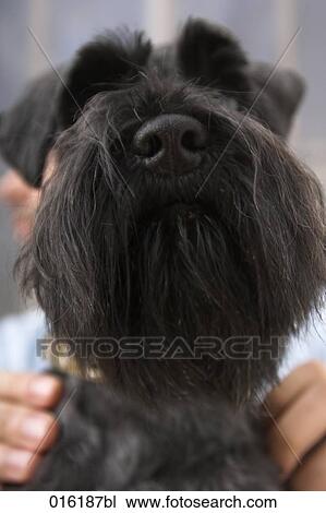 close-up portrait of black schnauzer dog View Large Photo Image Stock Image - close-up portrait of black schnauzer dog. Fotosearch