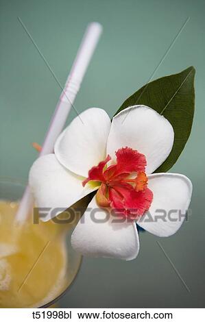 Stock Image - Cocktail with frangipani flower, Maldives . Fotosearch