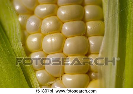 Corn View Large Photo Image Stock Image - Corn . Fotosearch