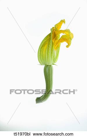 Courgette Flower View Large Photo Image Stock Image - Courgette Flower . Fotosearch
