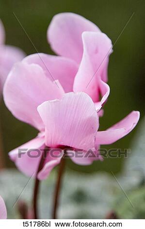 Cyclamen blossoms View Large Photo Image Stock Image - Cyclamen blossoms . Fotosearch