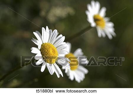 Daisies close up View Large Photo Image Stock Image - Daisies close up . Fotosearch