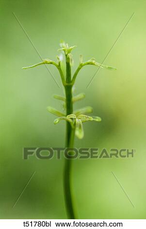 Dames rocket- Hesperis Matronalis View Large Photo Image Stock Image - Dames rocket- Hesperis Matronalis . Fotosearch