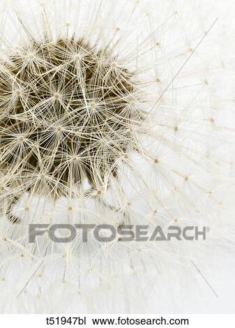 Dandelion close up View Large Photo Image Stock Image - Dandelion close up . Fotosearch