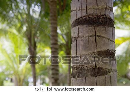 Stock Image - Detail of coconut palm tree . Fotosearch