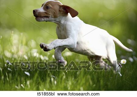 dog jump in the garden View Large Photo Image Stock Image - dog jump in the garden . Fotosearch