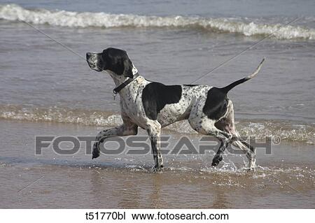 Dog on the beach View Large Photo Image Stock Image - Dog on the beach . Fotosearch