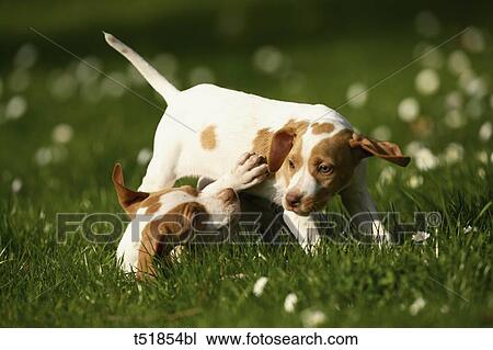dogs play in the garden View Large Photo Image Stock Image - dogs play in the garden . Fotosearch