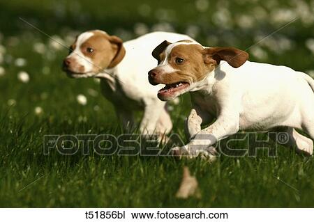 dogs run in the garden View Large Photo Image Stock Image - dogs run in the garden . Fotosearch
