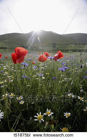 Flowers field View Large Photo Image Stock Image - Flowers field . Fotosearch