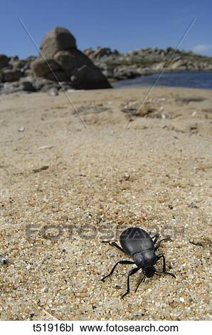 France, Corsica, insect (Tentyria sp. )on Lavezzi Beach View Large Photo Image Stock Image - France, Corsica, insect (Tentyria sp. )on Lavezzi Beach . Fotosearch