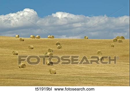 Italy, Apulia, hay field View Large Photo Image Stock Image - Italy, Apulia, hay field . Fotosearch