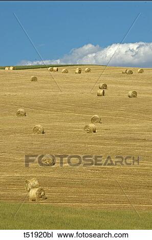 Italy, Apulia, hay field View Large Photo Image Stock Image - Italy, Apulia, hay field . Fotosearch
