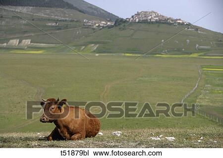 Stock Image - Italy, Umbria, Castelluccio . Fotosearch