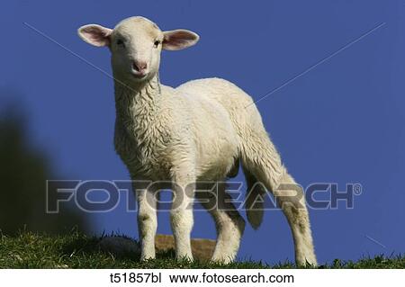 Lamb View Large Photo Image Stock Image - Lamb . Fotosearch