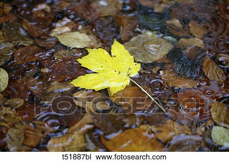Stock Image - Leaf floating on stream . Fotosearch
