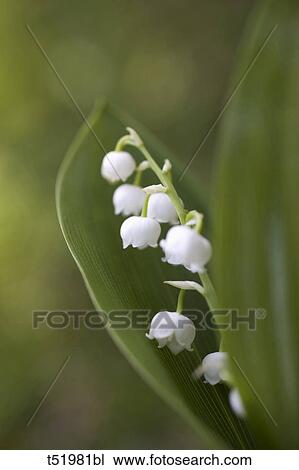 Lily-of-the-valley View Large Photo Image Stock Image - Lily-of-the-valley . Fotosearch