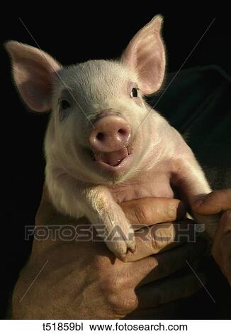 little pig View Large Photo Image Stock Image - little pig . Fotosearch
