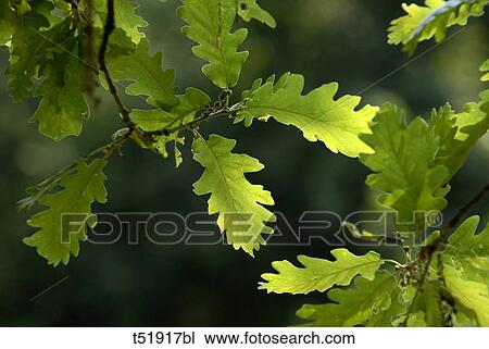 Stock Image - Oak leaf . Fotosearch