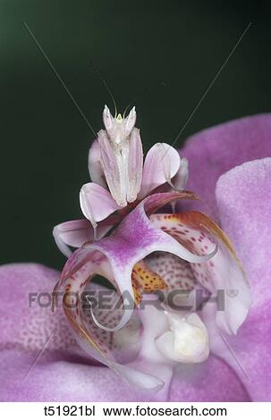 Stock Image - Orchid mantis - Hymenopus coronatus, Malaysia . Fotosearch