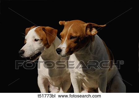 Parson Jack Russell Terriers View Large Photo Image Stock Image - Parson Jack Russell Terriers . Fotosearch
