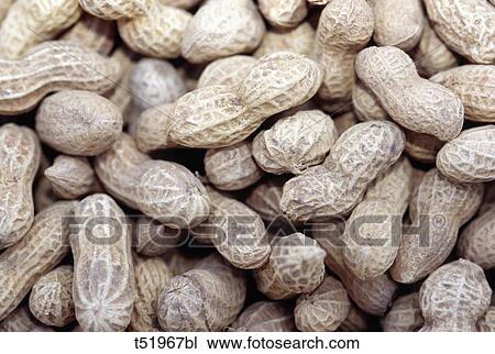 Peanuts View Large Photo Image Stock Image - Peanuts . Fotosearch