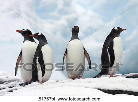 Penguins, Antarctica View Large Photo Image Stock Image - Penguins, Antarctica . Fotosearch