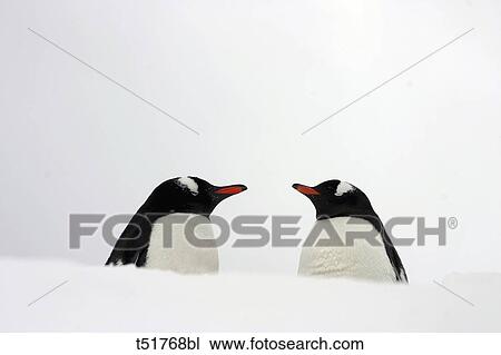 Penguins, Antarctica View Large Photo Image Stock Image - Penguins, Antarctica . Fotosearch