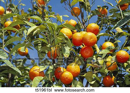 Stock Image - Plant of orange fruit . Fotosearch