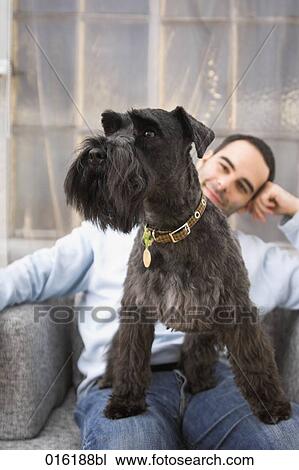 portrait of black schnauzer dog sitting on lap of young man View Large Photo Image Stock Image - portrait of black schnauzer dog sitting on lap of young man. Fotosearch
