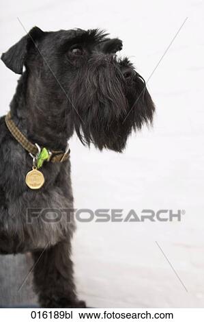 portrait of black schnauzer dog View Large Photo Image Stock Image - portrait of black schnauzer dog. Fotosearch