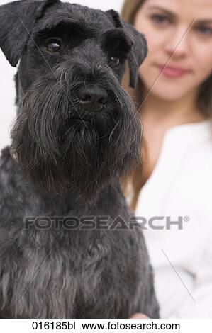 portrait of black schnauzer dog with young woman in background View Large Photo Image Stock Image - portrait of black schnauzer dog with young woman in background. Fotosearch