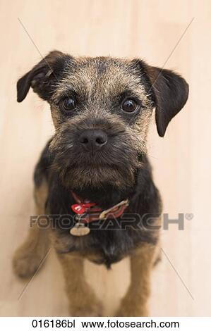 Stock Image - portrait of terrier dog puppy. Fotosearch