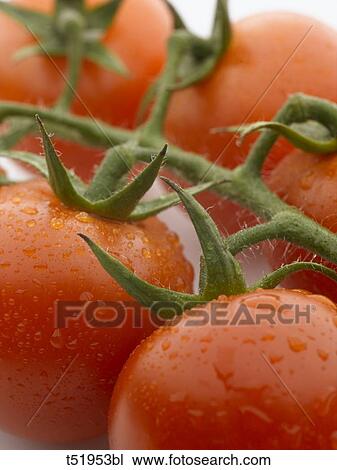 Stock Image - Red tomatoes . Fotosearch