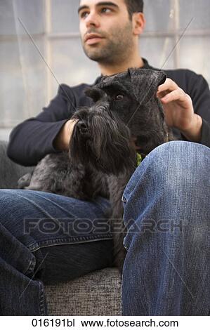 schnauzer dog sitting on lap of young man View Large Photo Image Stock Image - schnauzer dog sitting on lap of young man. Fotosearch