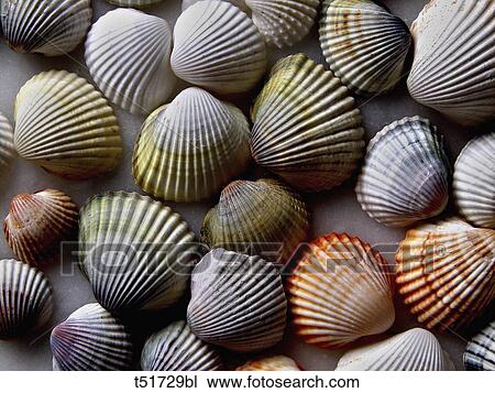 Shells View Large Photo Image Stock Image - Shells . Fotosearch