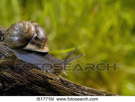 Snail View Large Photo Image Stock Image - Snail . Fotosearch
