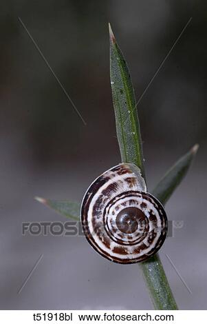 Stock Image - Snail . Fotosearch