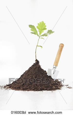 still life of oak seedling and shovel View Large Photo Image Stock Image - still life of oak seedling and shovel. Fotosearch