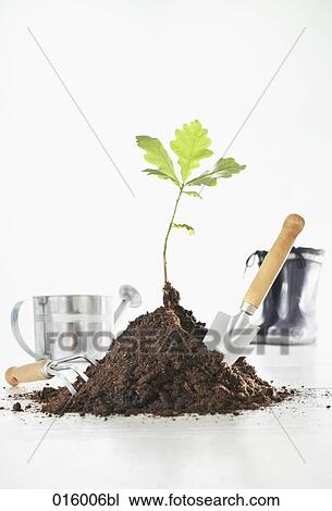 still life of oak seedling with gardening equipment View Large Photo Image Stock Image - still life of oak seedling with gardening equipment. Fotosearch