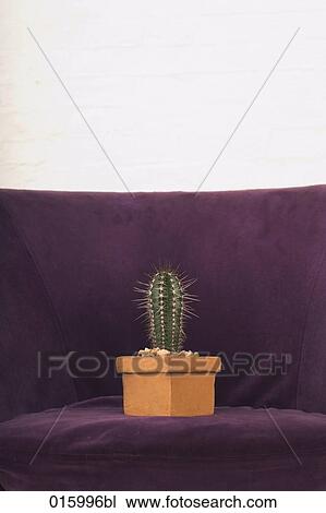 still life of potted cactus on purple arm chair View Large Photo Image Stock Image - still life of potted cactus on purple arm chair. Fotosearch