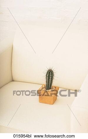 still life of potted cactus on white arm chair View Large Photo Image Stock Image - still life of potted cactus on white arm chair. Fotosearch