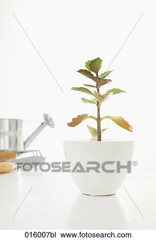 still life of potted jade plant View Large Photo Image Stock Image - still life of potted jade plant. Fotosearch