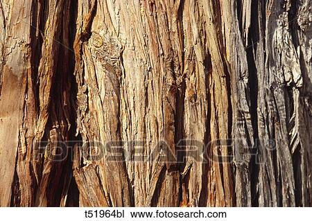 Tree bark View Large Photo Image Stock Image - Tree bark . Fotosearch